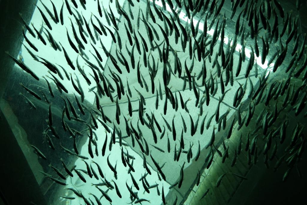 vasca di acquacoltura gigante piena di pesci d'allevamento