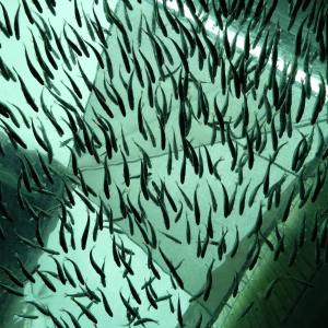 vasca di acquacoltura gigante piena di pesci d'allevamento