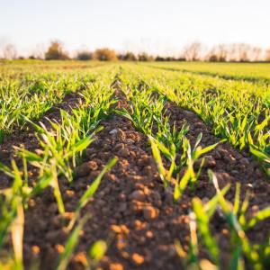 campo di mais pieno di giovani germogli che crescono con il fertilizzante