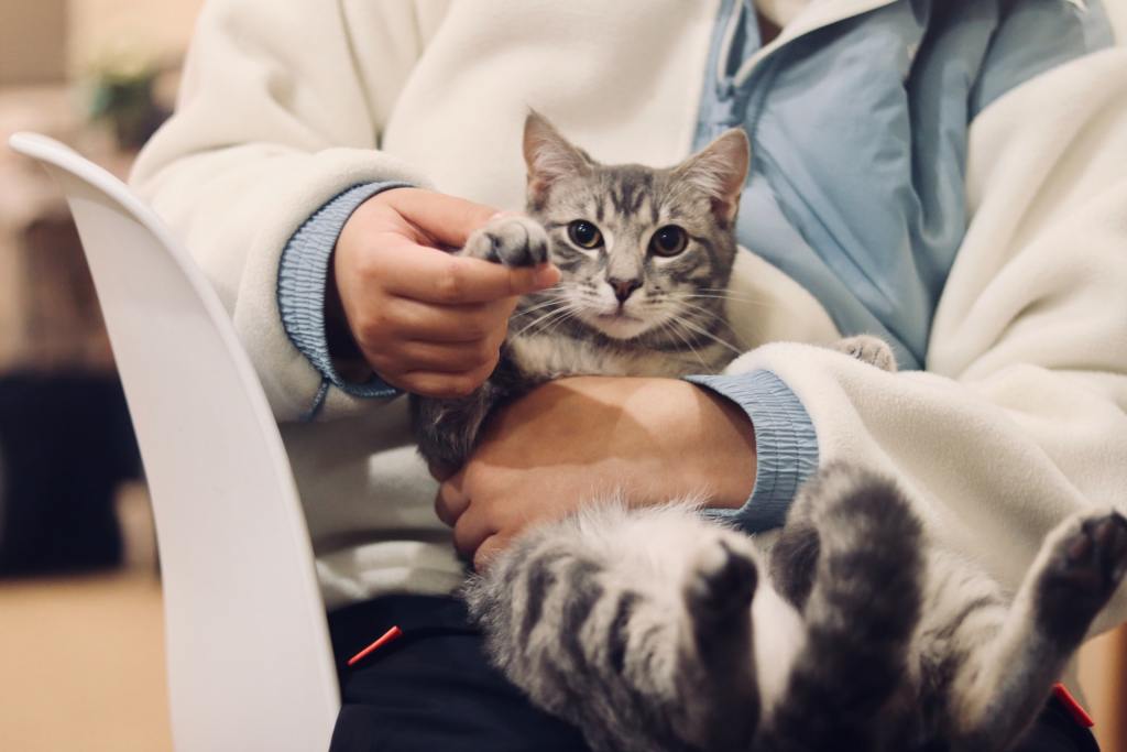 veterinario che tiene tra le mani un gattino
