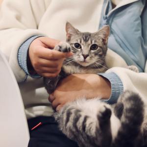 veterinario che tiene tra le mani un gattino
