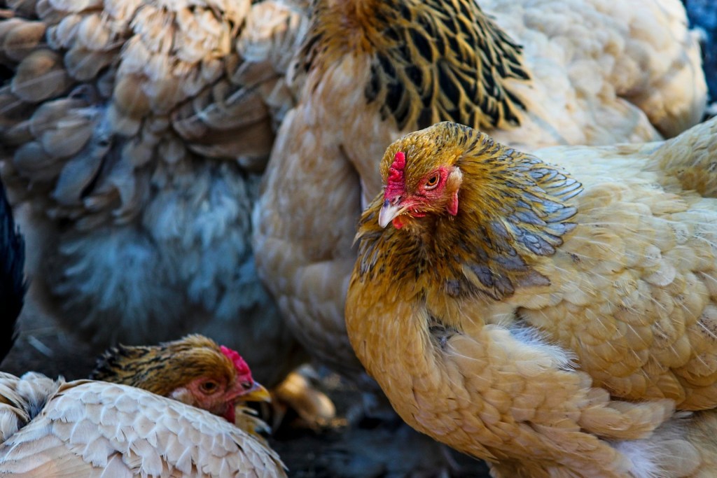 diversi polli in una fattoria