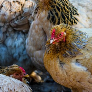 diversi polli in una fattoria