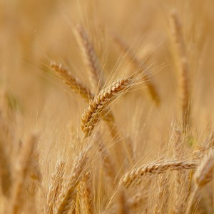 un campo di grano