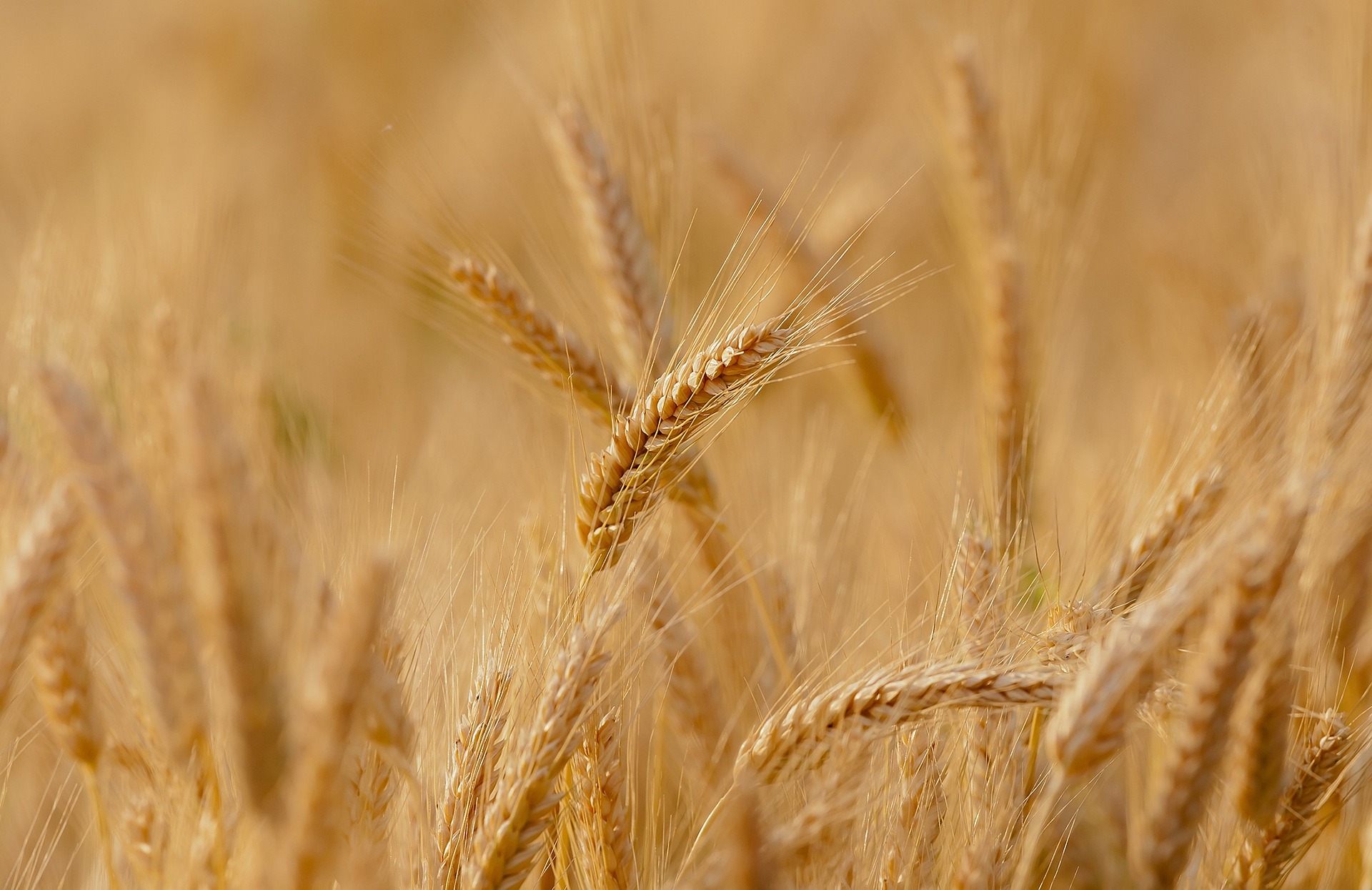 un campo di grano