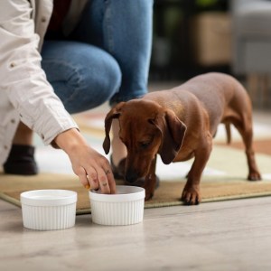 cane che mangia pet food